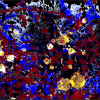 virus under a microscope painting