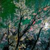 reaching tree image
