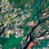 reaching tree