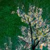 reaching tree
