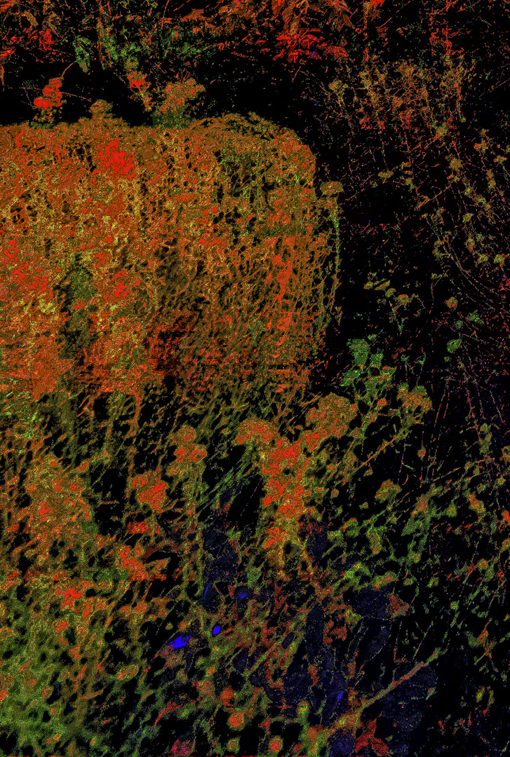 what happens in a meadow at dusk