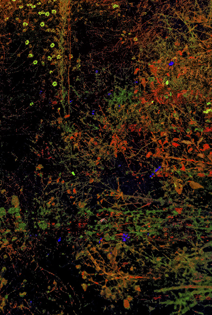 what happens in a meadow at dusk