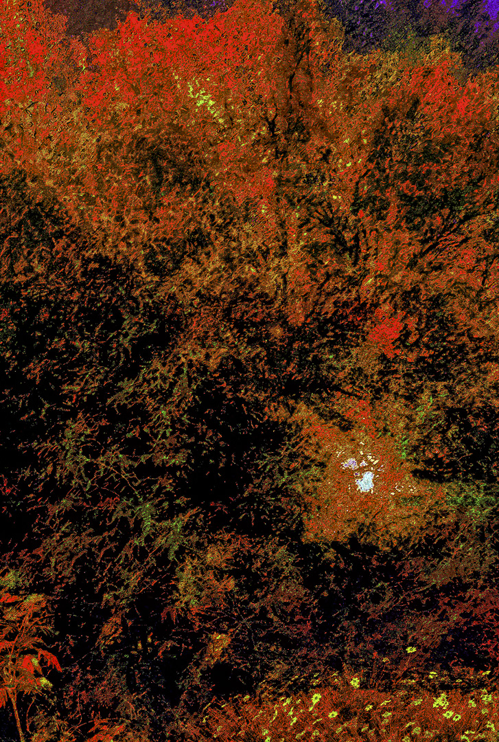 what happens in a meadow at dusk