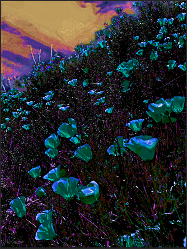 california poppies painting