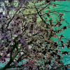 branches of an almond tree in blossom painting