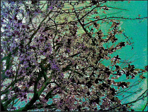 branches of an almond tree in blossom painting