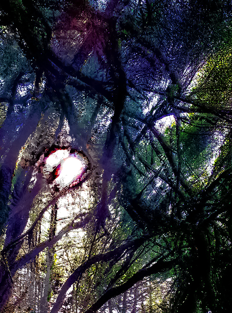 mountain grove mount tamalpais