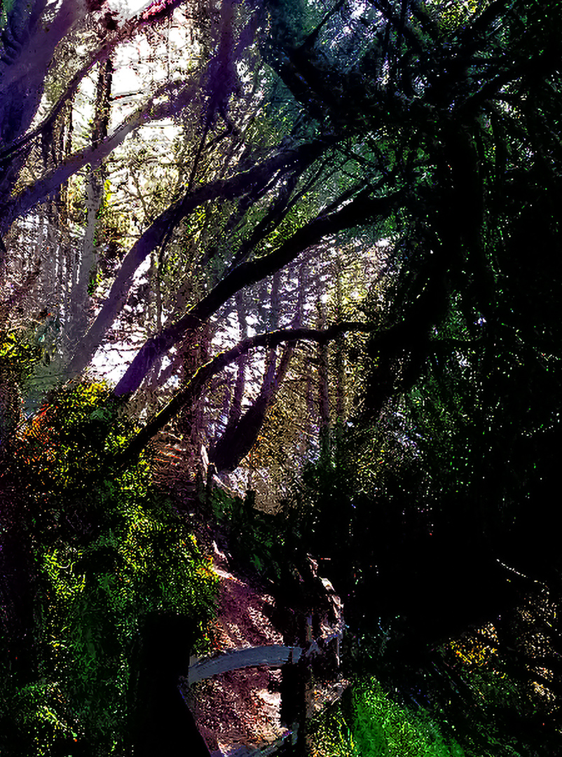 mountain grove mount tamalpais