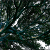branching outward in blue