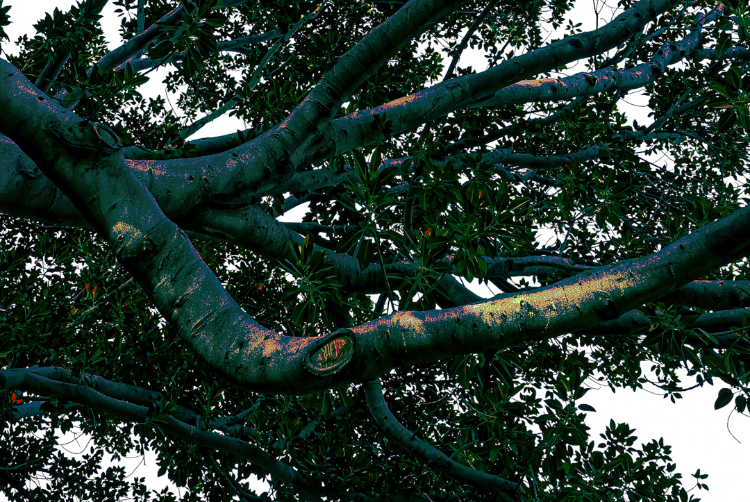 branching outward in blue