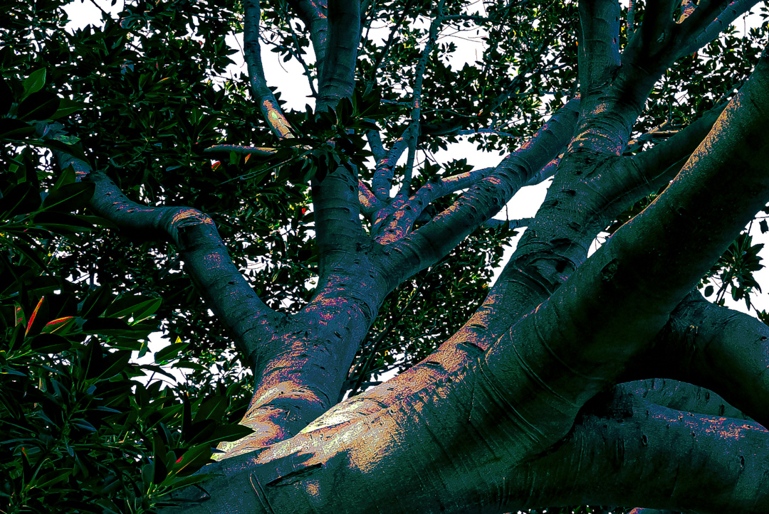 branching outward in blue