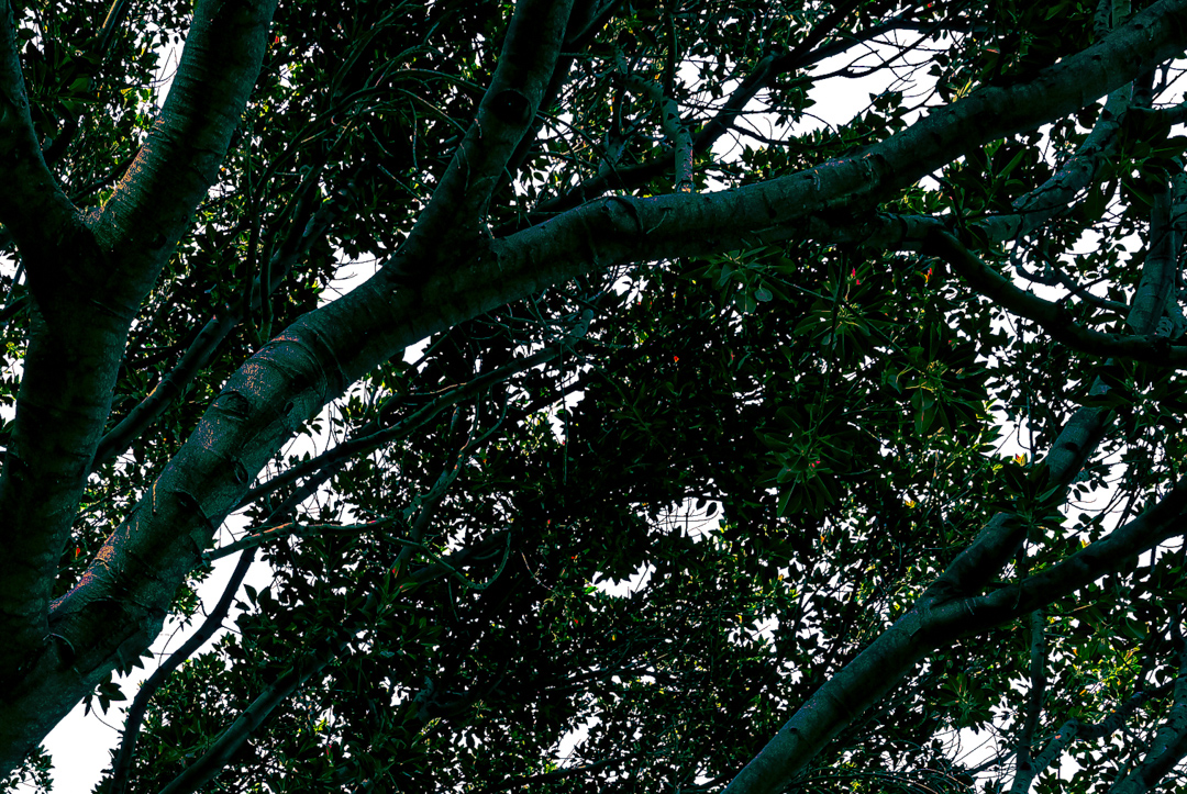 branching outward in blue