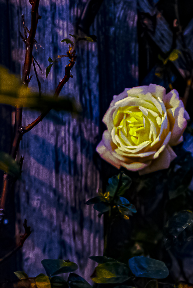 ceremony of the white rose