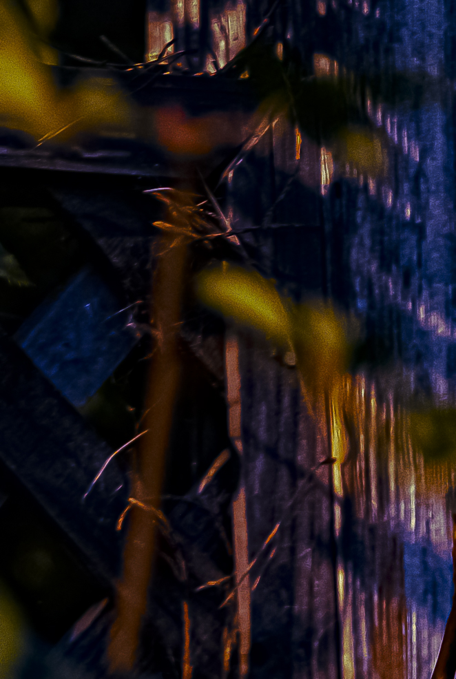 ceremony of the white rose