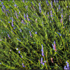 Reaching Lavender (Lavandula)-Flower Series image