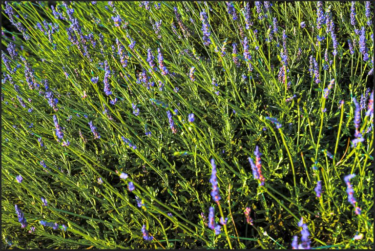 Reaching Lavender (Lavandula)-Flower Series image