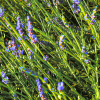 reaching lavender
