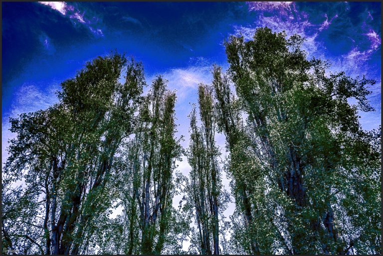 black poplar trees image