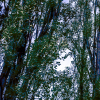 black poplar trees
