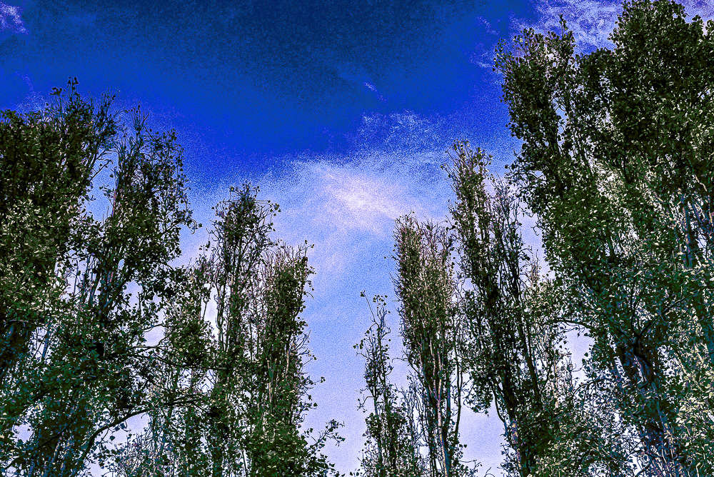black poplar trees
