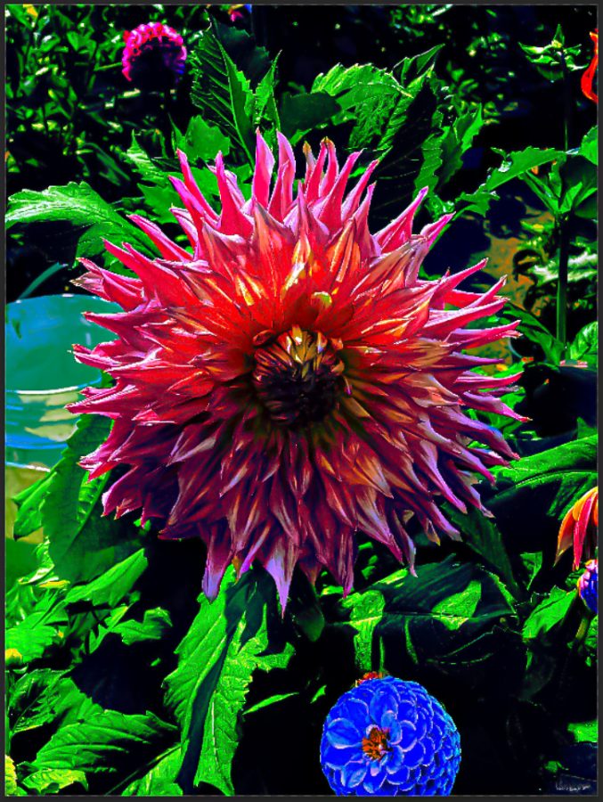 dutch explosion-flower series image