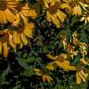 porters sunflower