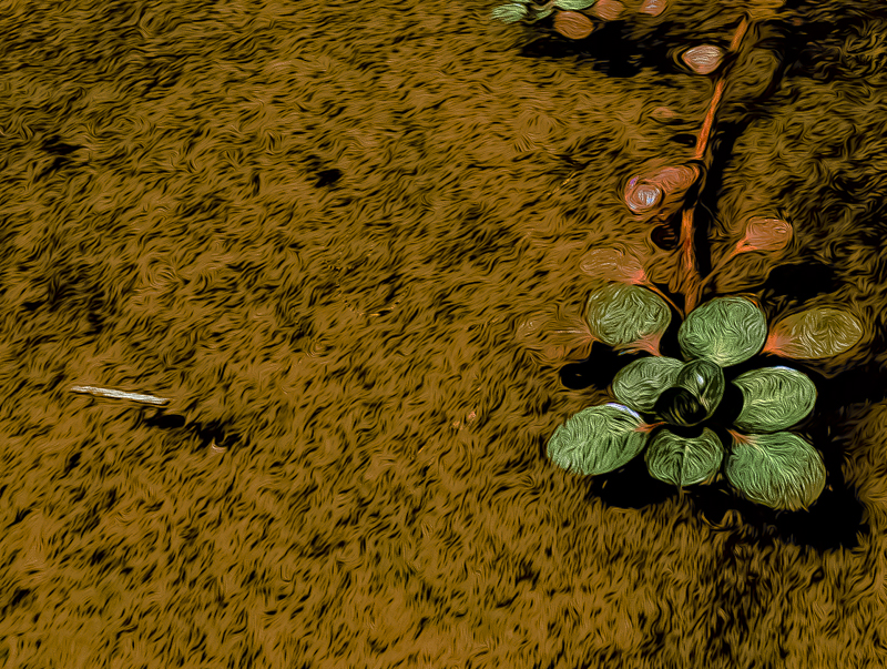 greenbelt in the summer