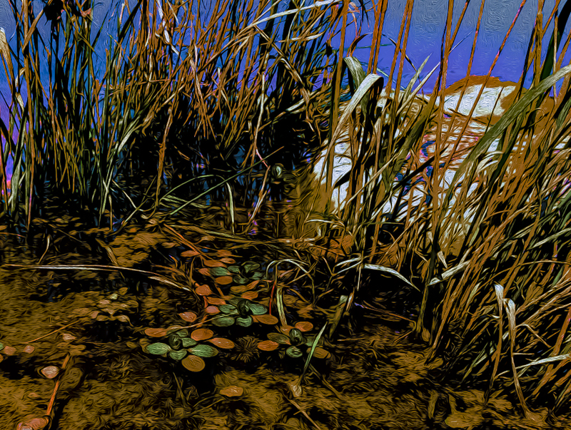 greenbelt in the summer