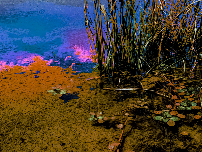 greenbelt in the summer